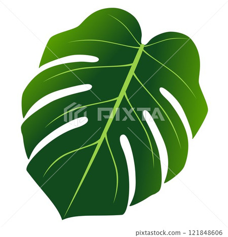 Monstera leaf isolated on white background. Monstera leaf isolated on white background. 121848606