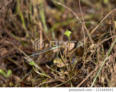 Asia Ittombo Asia Ittombo 121848941