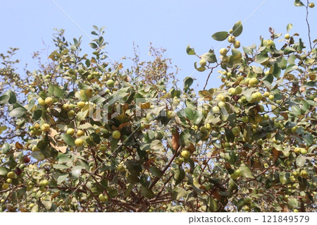 Ziziphus mauritiana fruit on tree in farm 121849579