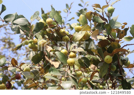 Ziziphus mauritiana fruit on tree in farm 121849580