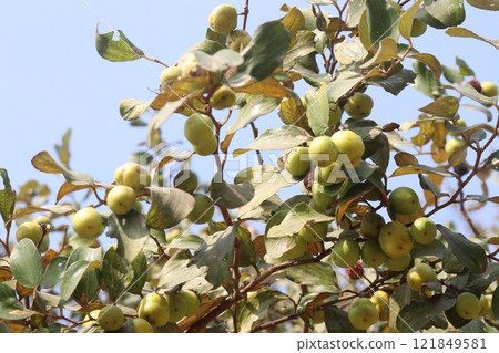 Ziziphus mauritiana fruit on tree in farm 121849581
