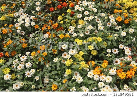 Zinnia angustifolia flower plant on nursery 121849591