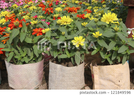 Zinnia angustifolia flower plant on nursery 121849596