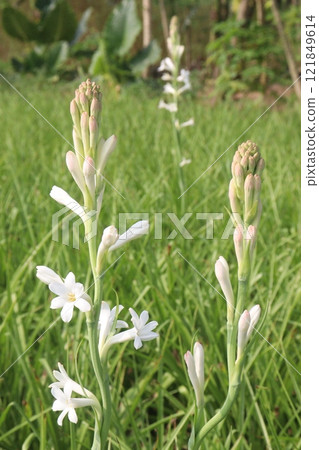 Tuberose flower plant on farm for harvest 121849614
