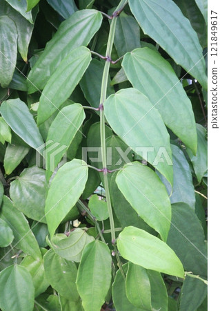 Thunbergia coccinea flower plant on nursery 121849617