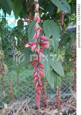 Thunbergia coccinea flower plant on nursery Thunbergia coccinea flower plant on nursery 121849622