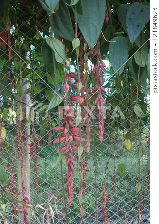 Thunbergia coccinea flower plant on nursery 121849623