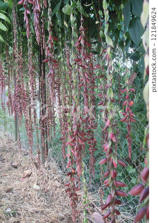 Thunbergia coccinea flower plant on nursery 121849624