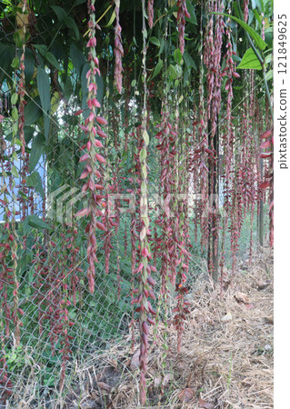 Thunbergia coccinea flower plant on nursery 121849625