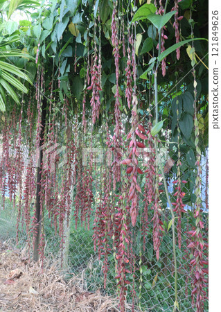 Thunbergia coccinea flower plant on nursery 121849626