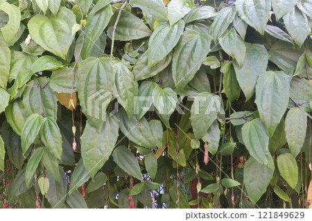 Thunbergia coccinea flower plant on nursery 121849629