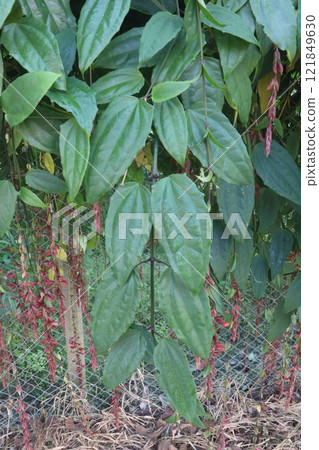 Thunbergia coccinea flower plant on nursery Thunbergia coccinea flower plant on nursery 121849630