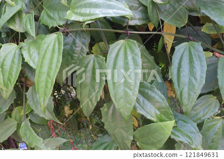 Thunbergia coccinea flower plant on nursery Thunbergia coccinea flower plant on nursery 121849631