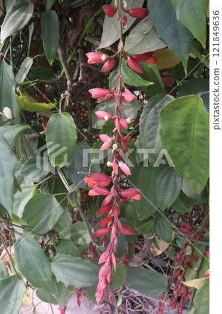 Thunbergia coccinea flower plant on nursery Thunbergia coccinea flower plant on nursery 121849636