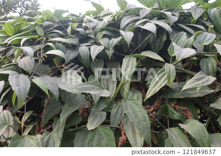 Thunbergia coccinea flower plant on nursery Thunbergia coccinea flower plant on nursery 121849637