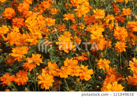 orange colored sulfur cosmos flower plant orange colored sulfur cosmos flower plant 121849638