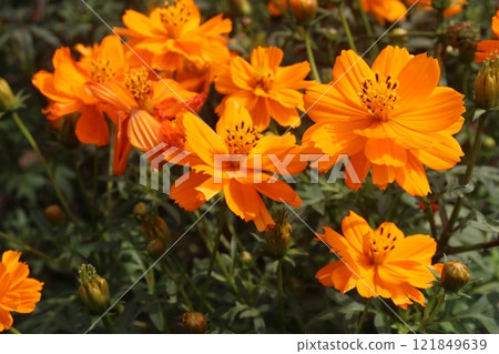 orange colored sulfur cosmos flower plant 121849639