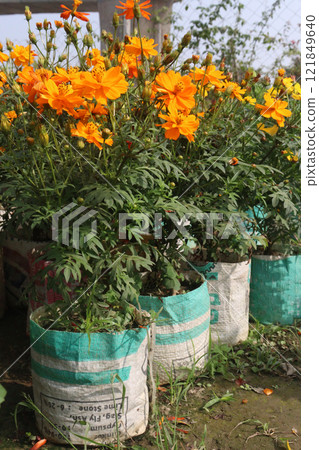 orange colored sulfur cosmos flower plant orange colored sulfur cosmos flower plant 121849640