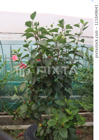 Shoeblackplant flower plant on nursery Shoeblackplant flower plant on nursery 121849641