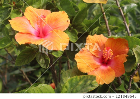Shoeblackplant flower plant on nursery 121849643