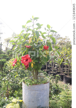 Shoeblackplant flower plant on nursery 121849645