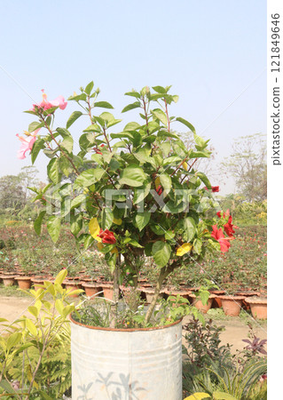 Shoeblackplant flower plant on nursery 121849646