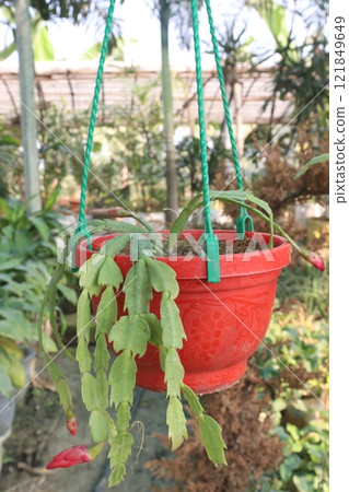 Schlumbergera truncata flower plant on hanging pot 121849649