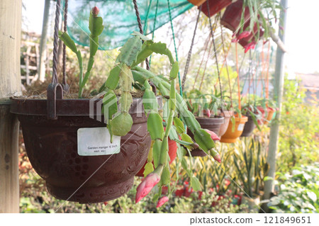 Schlumbergera truncata flower plant on hanging pot Schlumbergera truncata flower plant on hanging pot 121849651