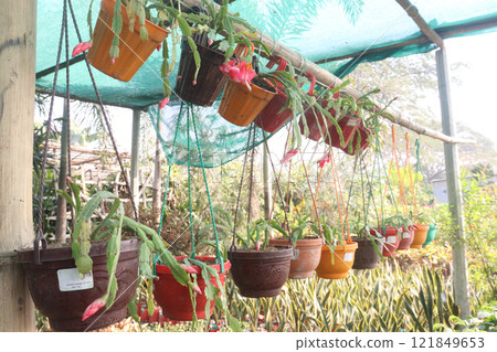 Schlumbergera truncata flower plant on hanging pot Schlumbergera truncata flower plant on hanging pot 121849653