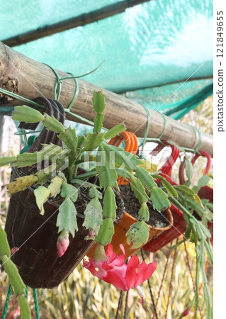 Schlumbergera truncata flower plant on hanging pot Schlumbergera truncata flower plant on hanging pot 121849655