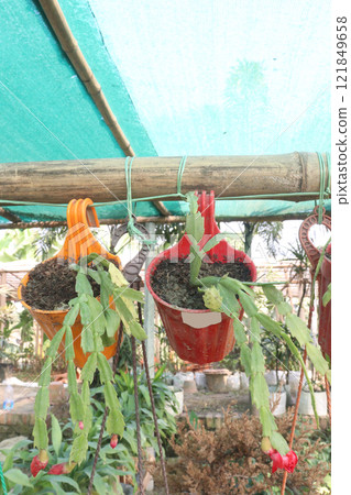 Schlumbergera truncata flower plant on hanging pot Schlumbergera truncata flower plant on hanging pot 121849658