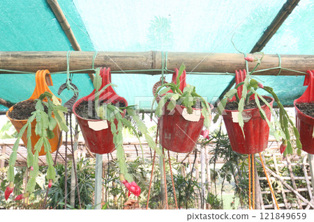 Schlumbergera truncata flower plant on hanging pot 121849659