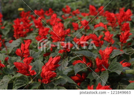 Scarlet Sage flower plant on nursery Scarlet Sage flower plant on nursery 121849663