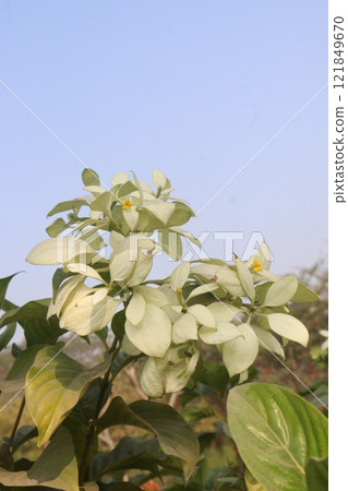 Mussaenda pubescens flower plant on farm 121849670