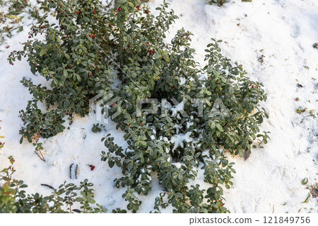 Vaccinium vitis idaea in the garden with berries under the snow Vaccinium vitis idaea in the garden with berries under the snow 121849756
