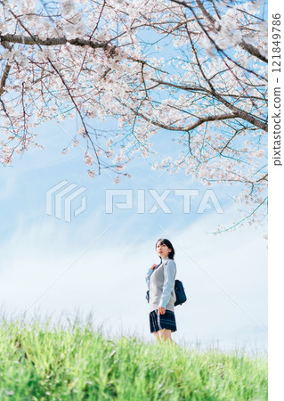 A high school girl who goes to school on a cherry blossom riverbed 121849786