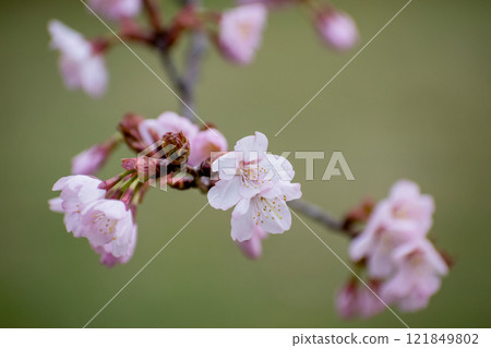 春天公園裡盛開的櫻花 春天公園裡盛開的櫻花 121849802