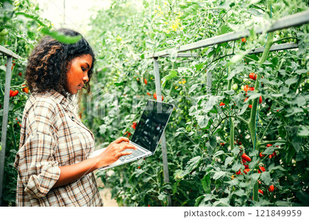 In a tomato greenhouse a female farmer checks veggie quality using a laptop. Smiling portrait exhibits expertise innovative farming and careful attention to growth. 121849959