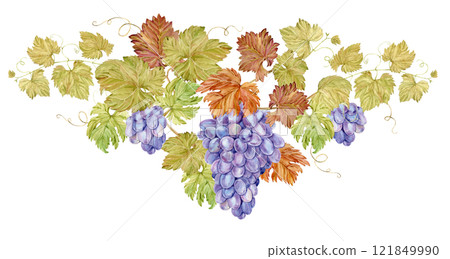 Triangular composition of intertwined grape branches. Watercolor illustration of grapevine with purple berries and foliage. Hand drawn clip art in Provence style for wine list, restaurant menu design. 121849990