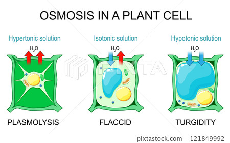 Osmosis in a plant cell Osmosis in a plant cell 121849992