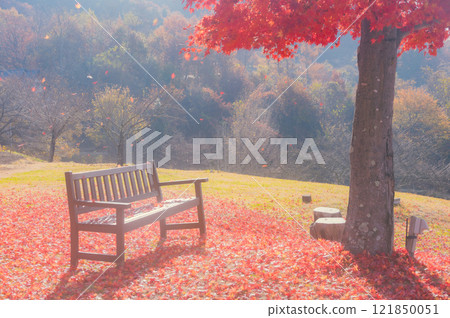 [Late Autumn] Falling leaves [Azumino Ikeda Craft Park] 121850051