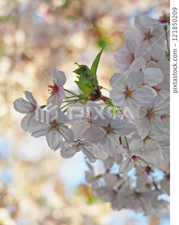 The cherry blossoms are in full bloom The cherry blossoms are in full bloom 121850209