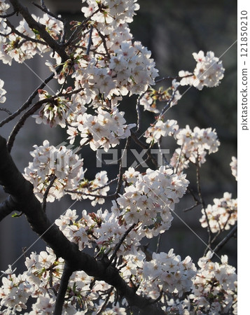 The cherry blossoms are in full bloom The cherry blossoms are in full bloom 121850210