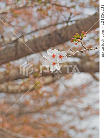 The cherry blossoms are in full bloom The cherry blossoms are in full bloom 121850231