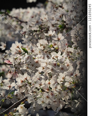 The cherry blossoms are in full bloom The cherry blossoms are in full bloom 121850245