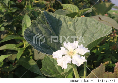 Bottle gourd on farm for harvest 121850771