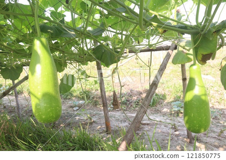 Bottle gourd on farm for harvest Bottle gourd on farm for harvest 121850775