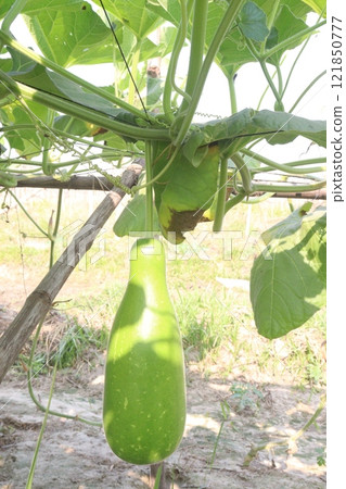 Bottle gourd on farm for harvest Bottle gourd on farm for harvest 121850777