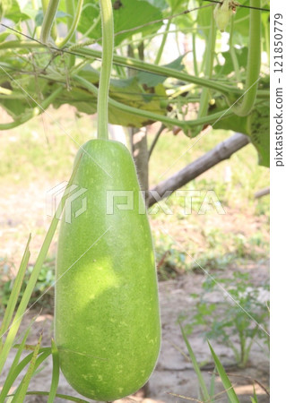 Bottle gourd on farm for harvest 121850779