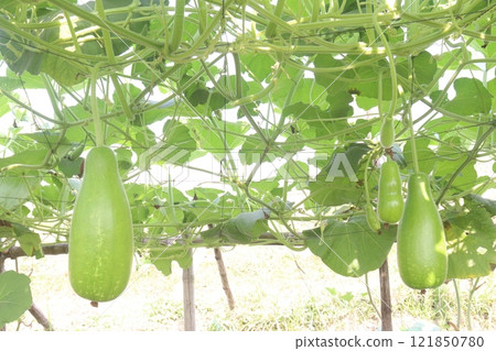 Bottle gourd on farm for harvest 121850780